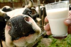Những loại thực phẩm tuyệt đối không nên 'ăn tươi'