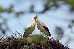 Chuyện tình của 'cô' cò khuyết tật khiến nhiều trái tim 'tan chảy'
