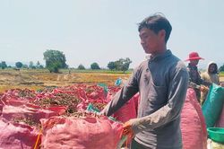 Nông dân được mùa đậu xanh