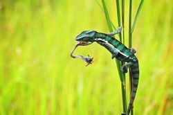 1001 thắc mắc: Dù không có nọc độc, sao tắc kè vẫn là sát thủ đáng gờm?