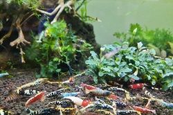 Sửng sốt với những chú tép cảnh nhiều màu sắc trị giá bạc triệu ở Đà Lạt
