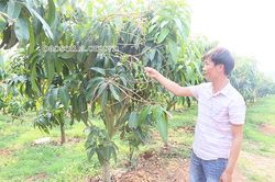 Rải vụ - điều tiết sản lượng nông sản