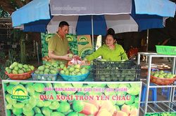 Thương hiệu xoài tròn Yên Châu
