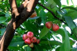 Cây doi của bà
