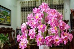 Loại hoa đẹp bày trong phòng khách giúp hút tài lộc