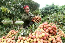 Thanh Hà vào vụ thu hoạch vải thiều chín sớm