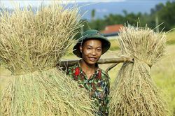 Bộ đội 'đội nắng' giúp dân thu hoạch lúa