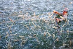 Ngăn chặn nguy cơ xâm nhiễm virus gây hại trên tôm từ Trung Quốc
