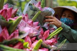 Ngẩn ngơ mùa sen trong phố