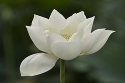Mê mẩn ngắm sen trắng tinh khiết giữa thủ đô