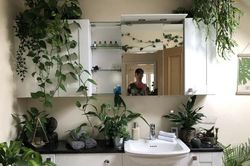 Chi 100 triệu đồng để trồng 1.400 cây xanh trong nhà