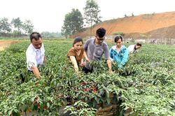 Hiệu quả bước đầu mô hình liên kết trồng ớt
