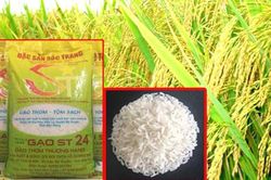 Bộ Nông nghiệp nói gì khi giống lúa ST24 ngon nhất thế giới bị giả mạo?