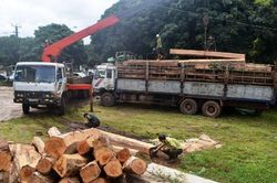 Xét xử trùm giang hồ cướp và tẩu tán gỗ lậu