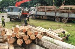 Nhóm đối tượng vận chuyển gỗ lậu 'khủng' ở vùng biên lĩnh án
