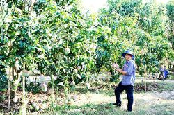 Sẽ chuyển giao giống xoài Mỹ cho người dân canh tác