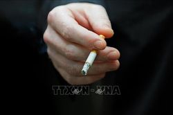 Các nước EU áp dụng lệnh cấm thuốc lá bạc hà