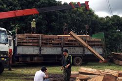 Các đối tượng trong đường dây vận chuyển gỗ trái phép ở Gia Lai lĩnh án tù