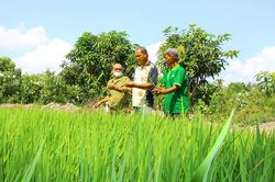 Doanh nghiệp giống lúa Thiên Đàng bẻ kèo, nông dân hoang mang