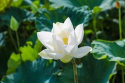 Ngắm đầm sen trắng tinh khôi giữa lòng Hà Nội