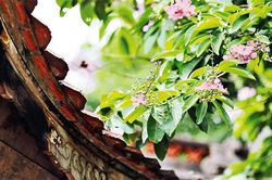 Sắc tím bằng lăng