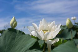 Ngẩn ngơ với vẻ đẹp tinh khôi của đầm sen trắng ở ngoại thành Hà Nội