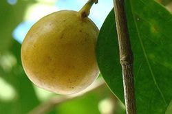 Cây 'táo tử thần' chứa chất kịch độc đáng sợ nhất thế giới