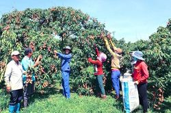 Đắk Lắk: Khai thác lợi thế từ quả vải chín sớm