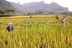 Khẩn trương thu hoạch lúa xuân