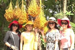 Vườn chà là ở miền Tây lần đầu mở cửa đón khách
