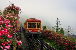 Cận cảnh thung lũng hoa hồng lớn nhất Việt Nam tại Sa Pa