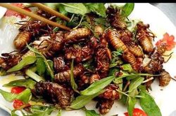 Dân nhậu lùng mua ve sầu non giá nửa triệu đồng/kg
