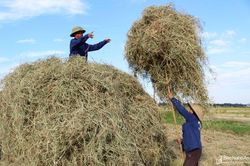 Cận cảnh nông dân Nghệ An 'vật lộn' với rơm, rạ trong nắng nóng