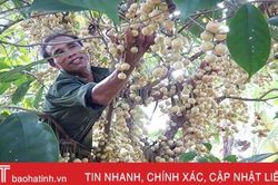 Ngắm dâu da trĩu quả khắp miền đồi Hà Tĩnh