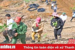 Cây thoát nghèo ở vùng cao xứ Thanh