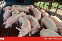 Giá heo hơi hôm nay 23-5: 'Ông lớn' mạnh tay tăng 5.000 đồng/kg lợn hơi, phá vỡ cam kết