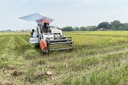 Ngăn chặn tình trạng cạnh tranh gặt lúa thuê không lành mạnh