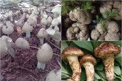 Loại nấm đắt đỏ mấy chục triệu/kg, nhà giàu Việt không ngại chi tiền mua