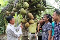Trà Vinh: Hơn 220 ha dừa hữu cơ được công nhận đạt chuẩn quốc tế