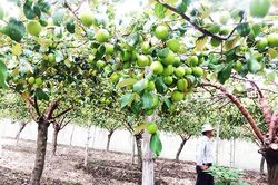 Xây dựng và quản lý Nhãn hiệu tập thể 'Táo Cam Thành Nam'