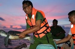 Thả 3 cá thể rùa biển về môi trường tự nhiên