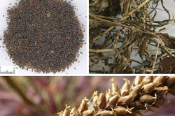 Bài thuốc Nam trị chứng tiểu buốt