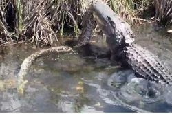 Trăn khủng bất lực dưới hàm cá sấu sông Nile