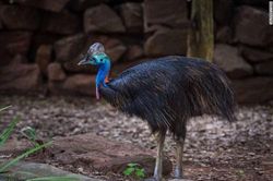 Phát hiện mới về loài chim nguy hiểm nhất thế giới có móng sắc như dao