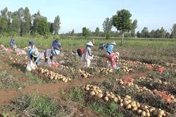 Thu hoạch củ sắn trồng trên đất bãi bồi