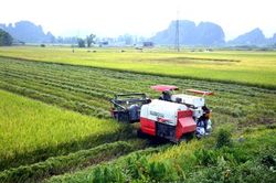Nho Quan: Trà lúa đông xuân sớm mất mùa