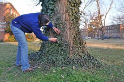 Cảnh báo mùa mưa bão: Nhiều cây sắp chết không hề có dấu hiệu để chúng ta nhận biết