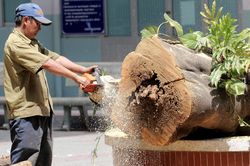 Khám nghiệm vụ cây bật gốc đè nhiều học sinh ở TP.HCM