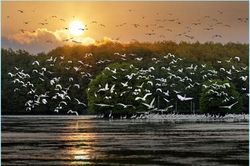 Cuộc thi ảnh về 'Đa dạng sinh học Việt Nam năm 2020'