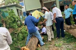 Cây phượng bật gốc trong sân trường, đè 1 HS tử vong và 12 em bị thương